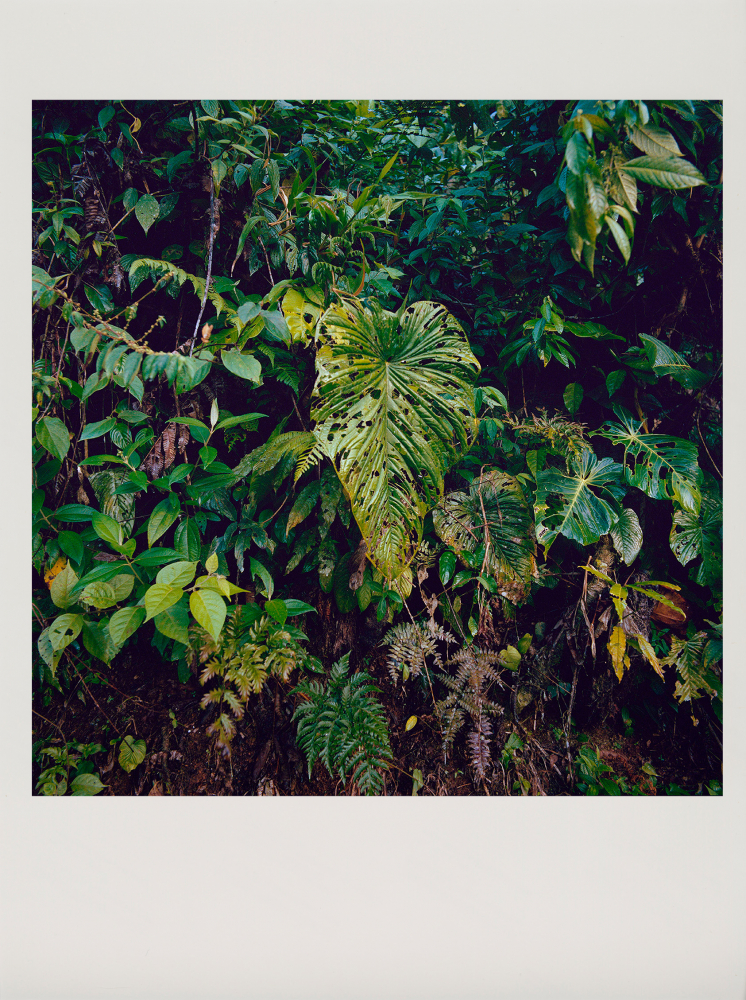 momenta-biennale-karen-paulina-biswell-sirikua