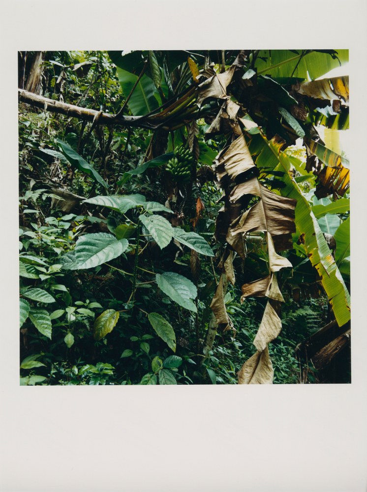 momenta-biennale-karen-paulina-biswell-corazon-chami