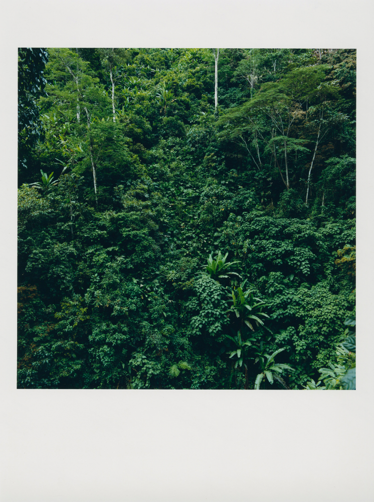 momenta-biennale-karen-paulina-biswell-lujatata