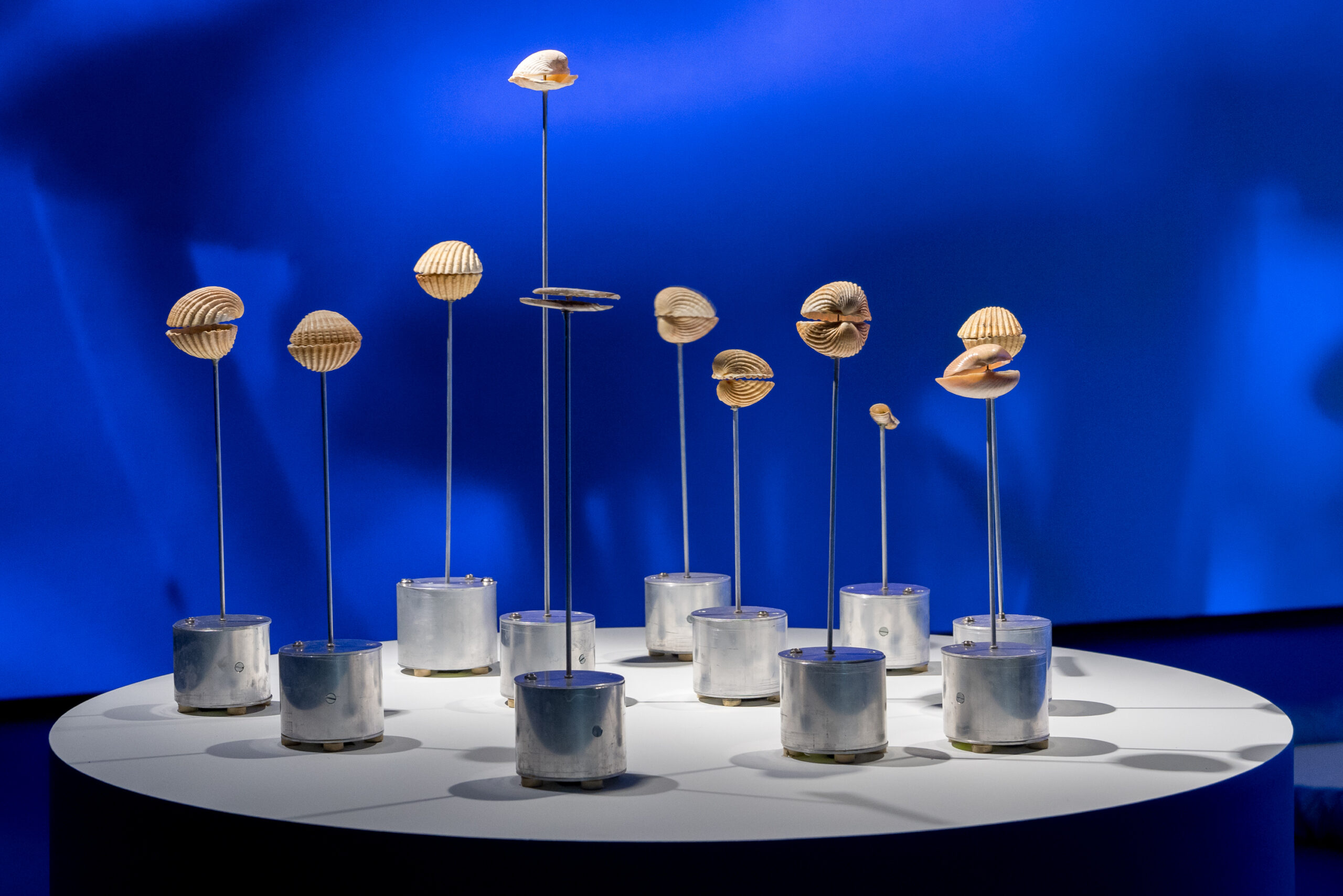 momenta-biennale-anne-duk-hee-jordan-clapping-clams
