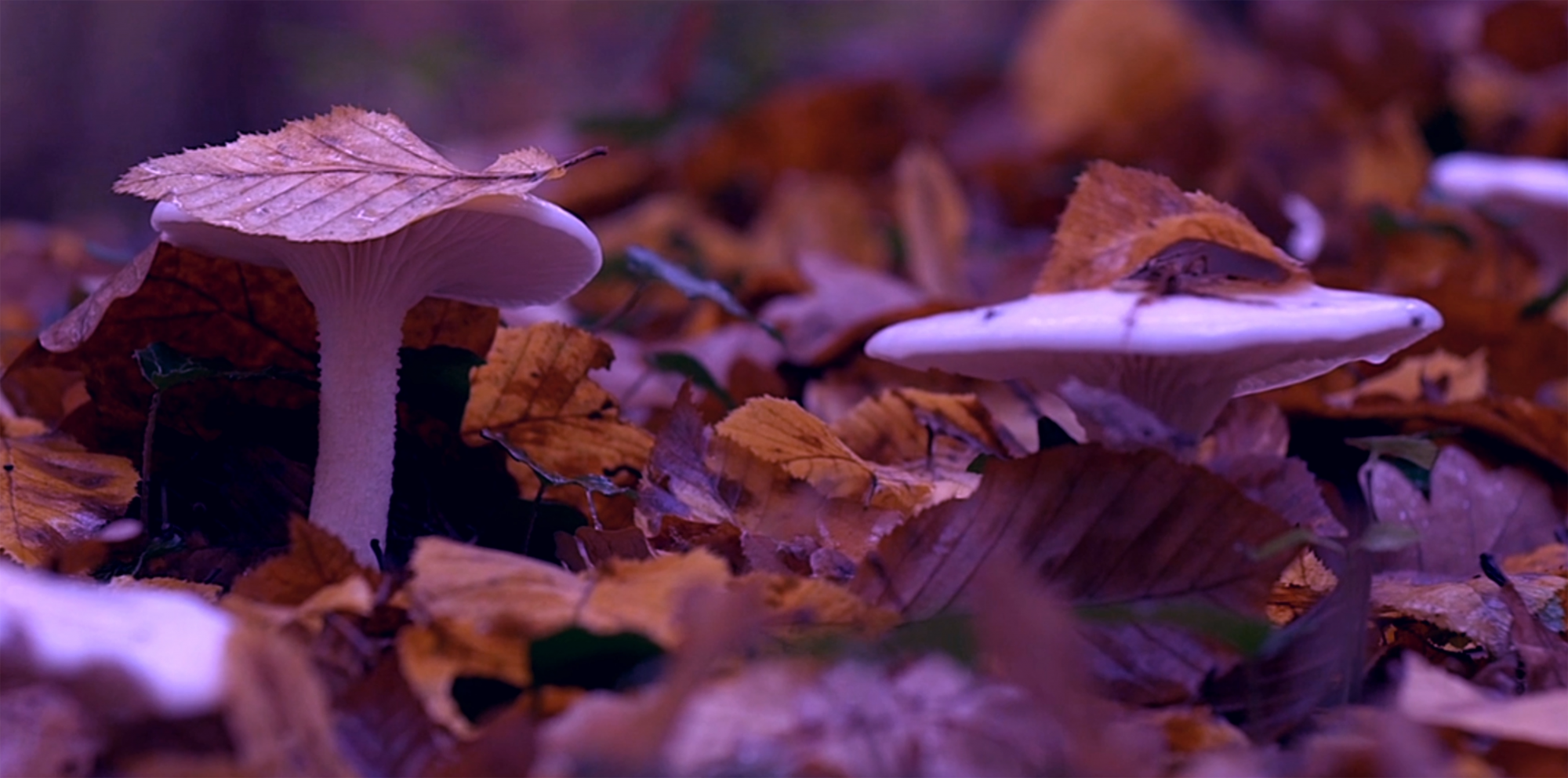 momenta-biennale-anne-duk-hee-jordan-staying-with-the-trouble(2)