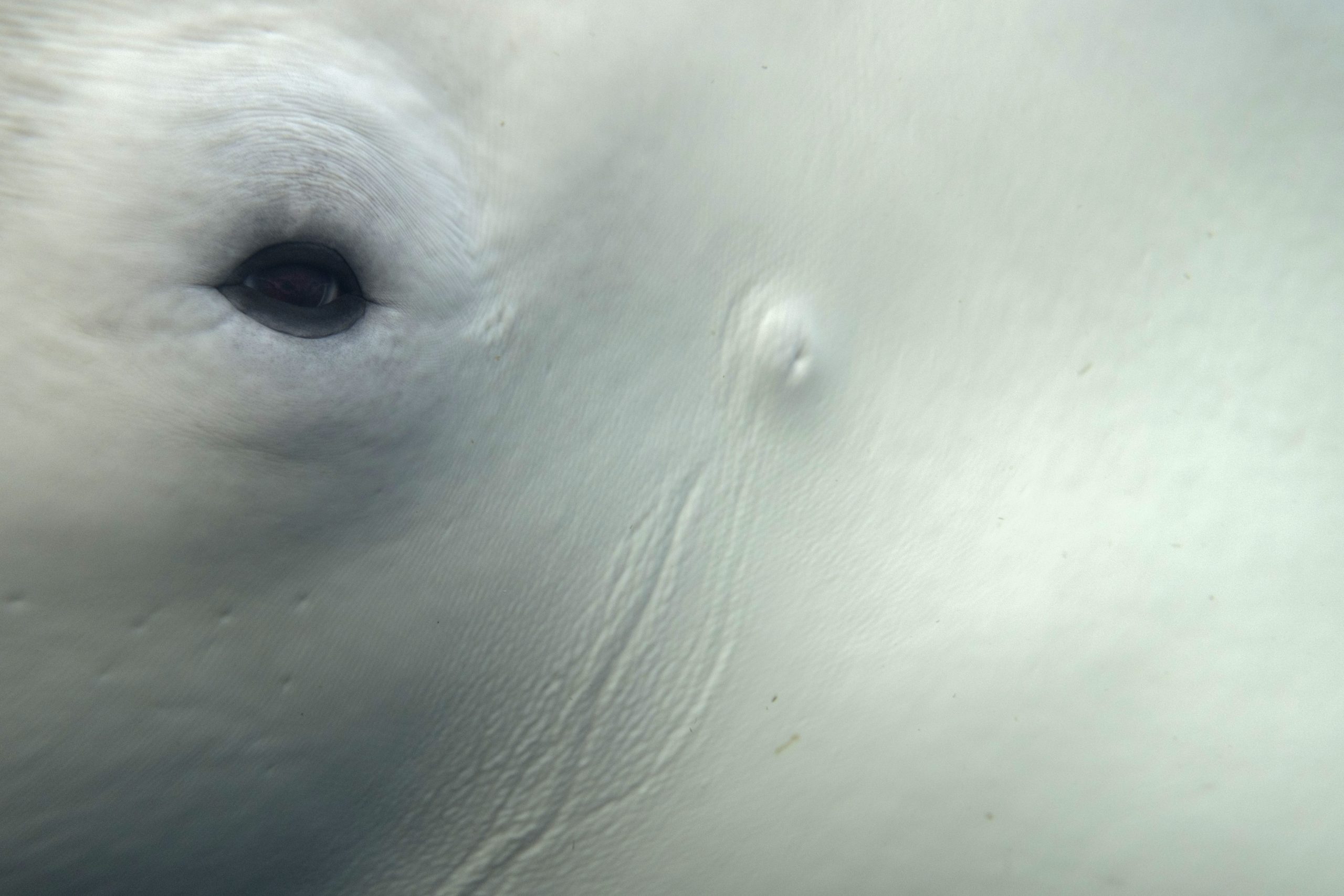 momenta-biennale-maryse-goudreau-loreille-du-beluga