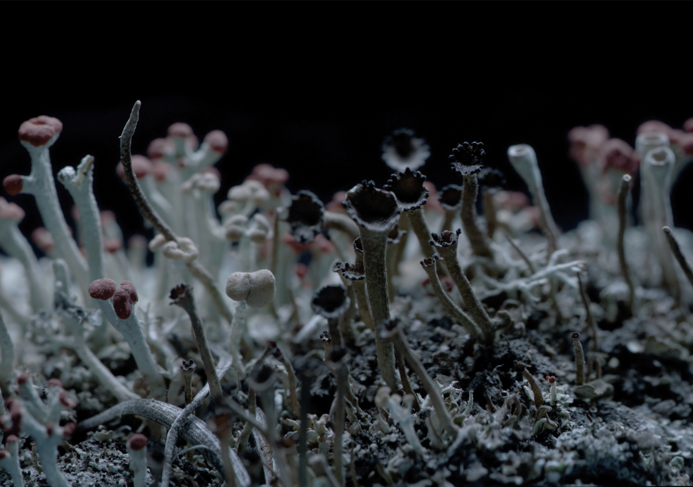 momenta-biennale-lisa-jackson-lichen