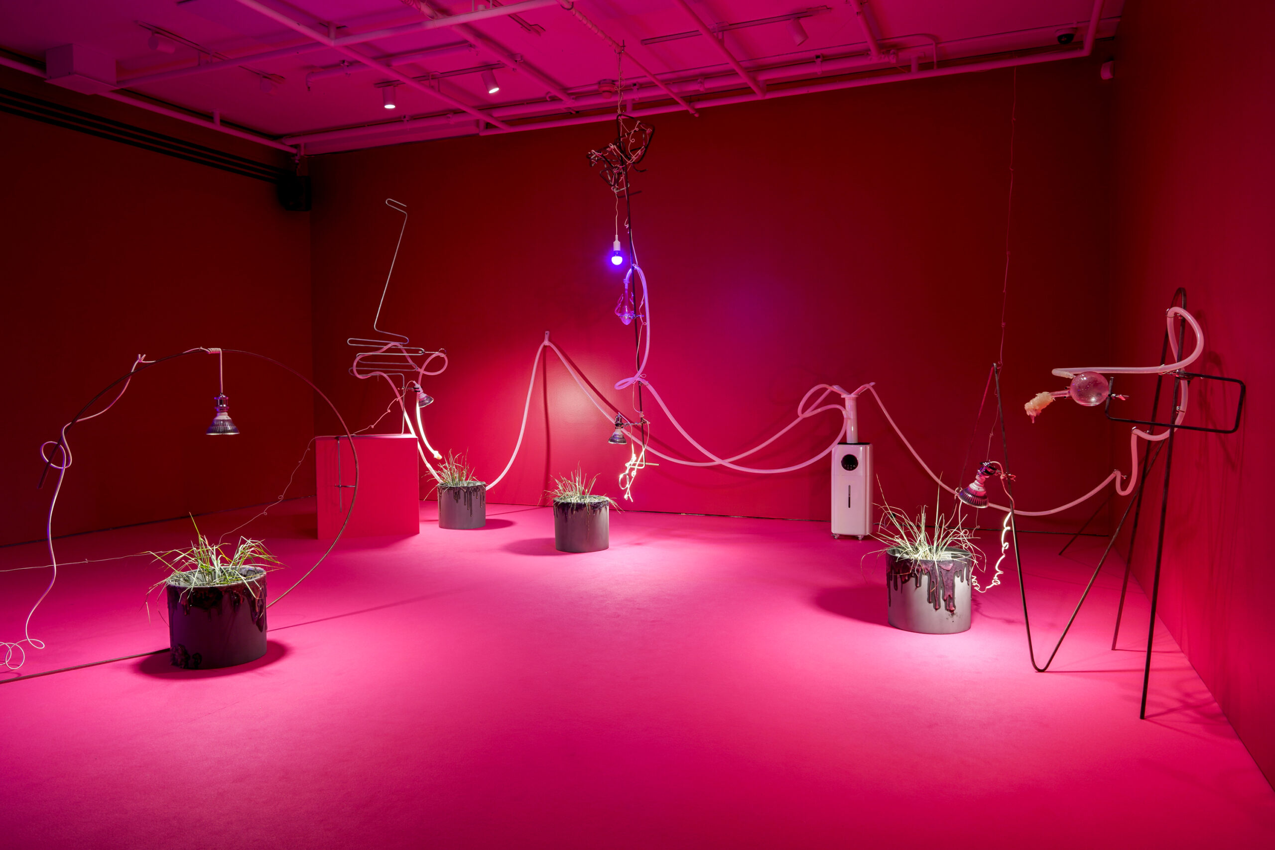 Miriam Simun, A Wet Chemical Trace, 2017, vue d’installation à la Galerie de l’UQAM dans le cadre de MOMENTA 2021. Photo : Jean-Michael Seminaro