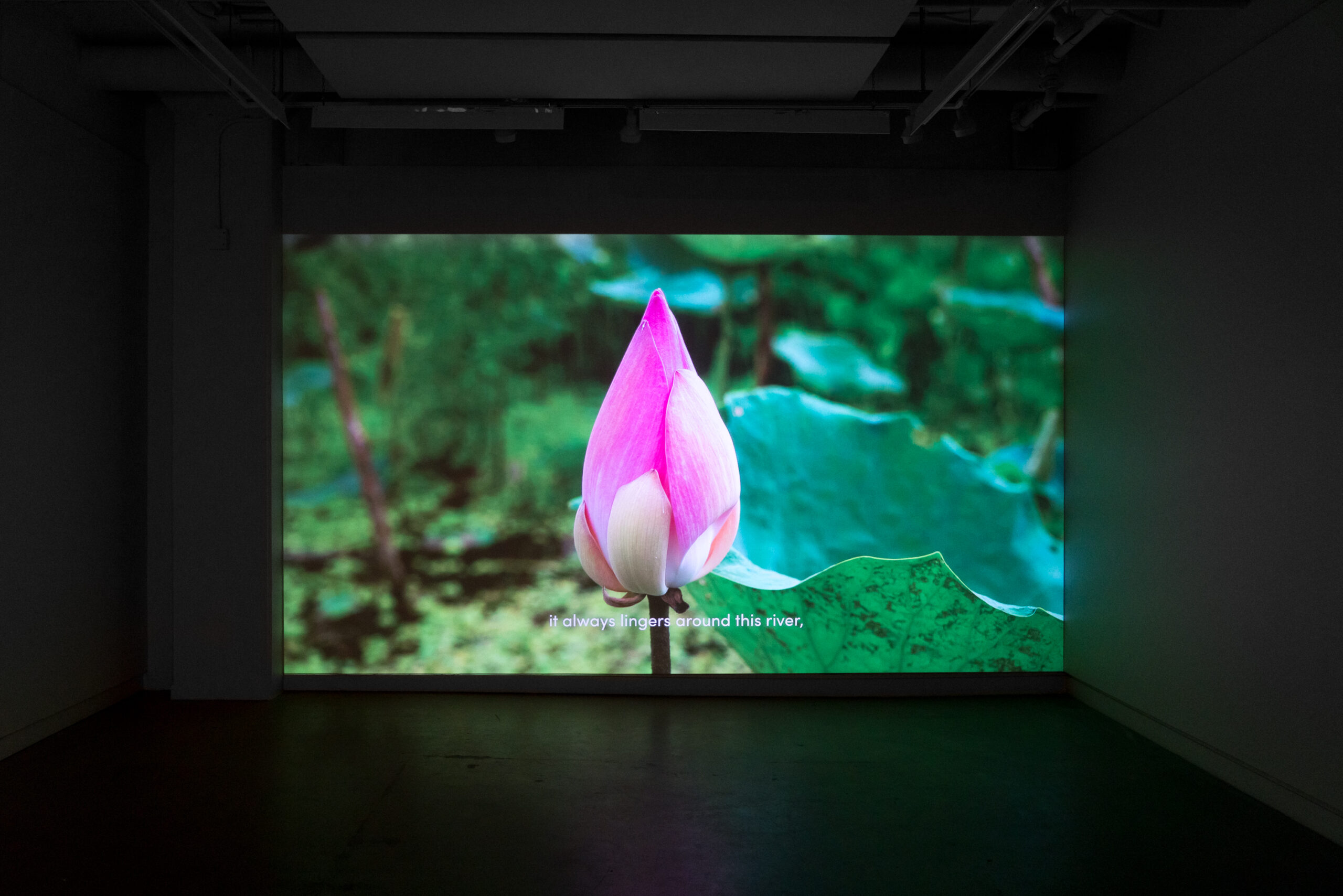 Thao Nguyen Phan, Becoming Alluvium, 2019, vue d’installation à Occurrence dans le cadre de MOMENTA 2021. Photo : Jean-Michael Seminaro