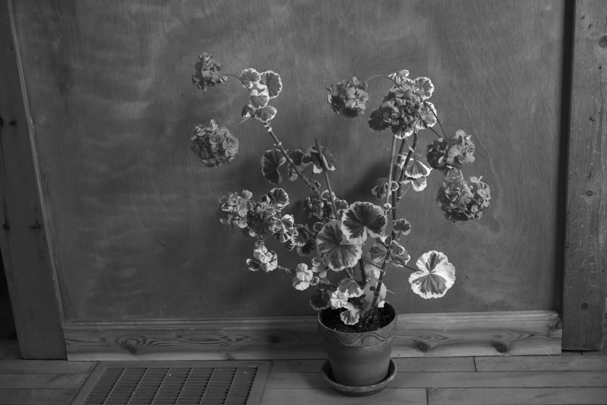 momenta-biennale-anne-marie-proulx-murielle