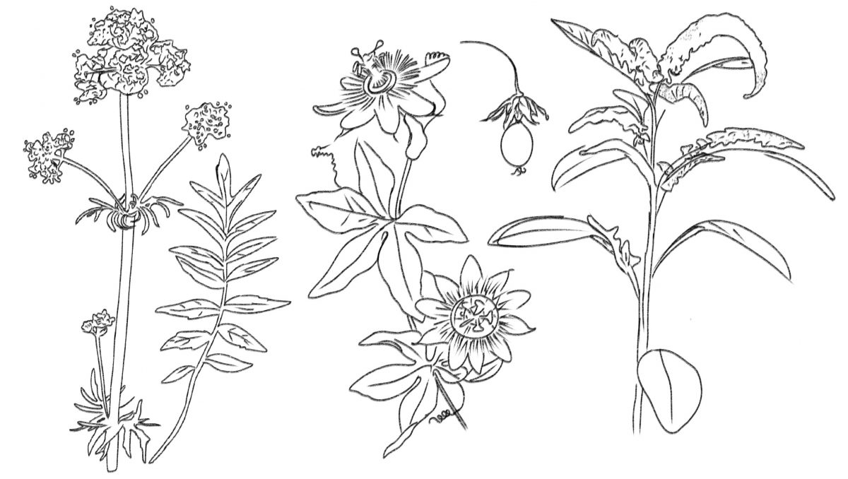 Carnet-de-coloriage