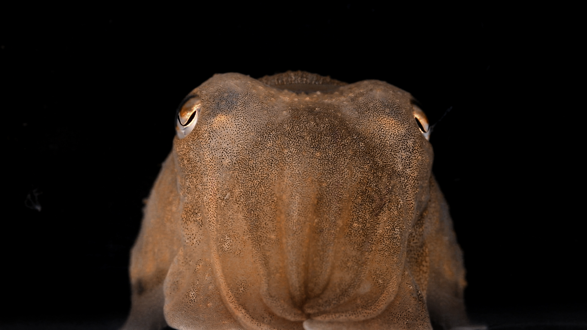 momenta-biennale-02-bianca-baldi