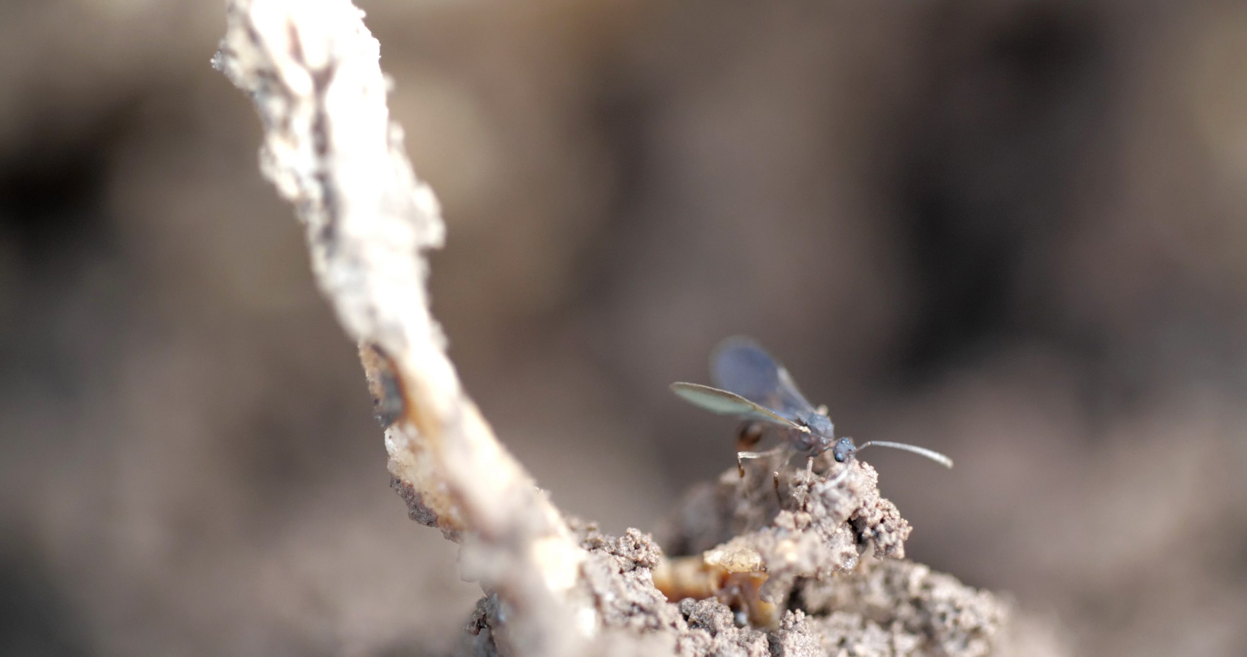 momenta-biennale-02-maya-watanabe