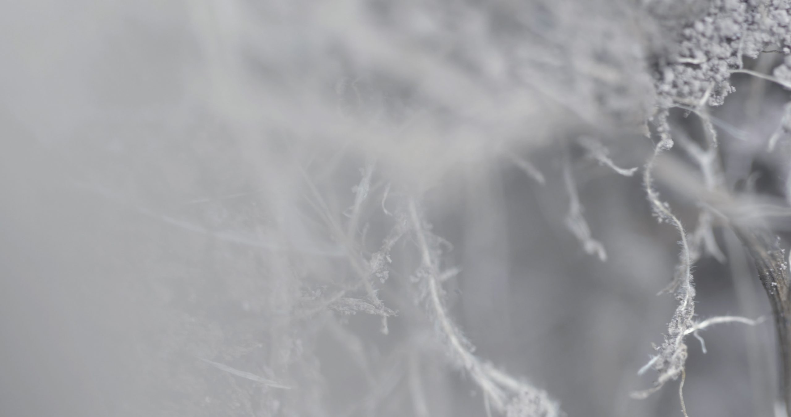 momenta-biennale-05-maya-watanabe