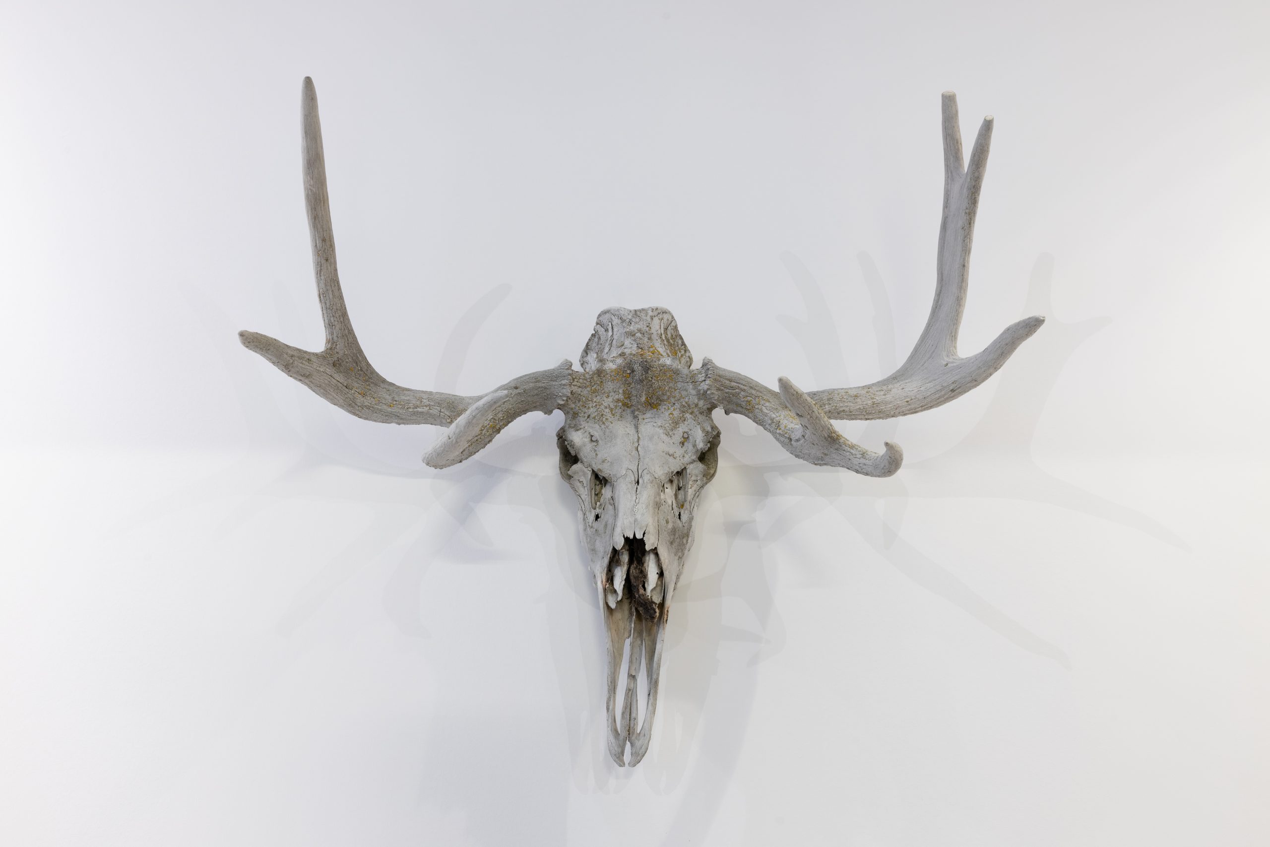 Copie de momenta-biennale-meky-ottawa-daphne- (13)