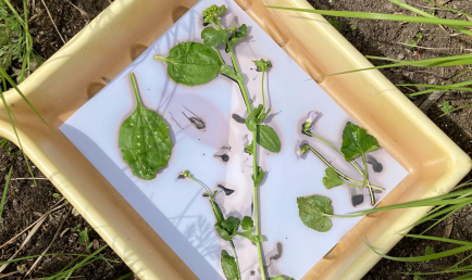 Alchemy of the Unloved: Legacies and Powers