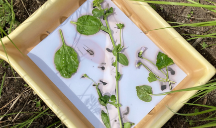 Alchimie des mal-aimées : héritages et pouvoirs