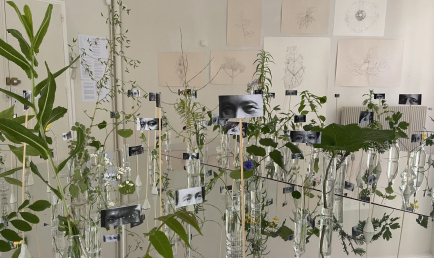Les histoires secrètes des « mauvaises herbes »